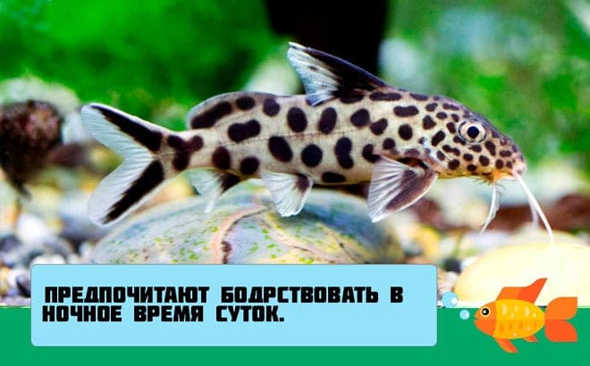 Сом синодонтис (перевертыш): совместимость с другими аквариумными рыбками, содержание, виды, размножение, фото