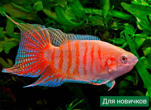 Аквариумные рыбки: названия самых популярных комнатных видов по алфавиту для аквариума, каталог, описание для новичков