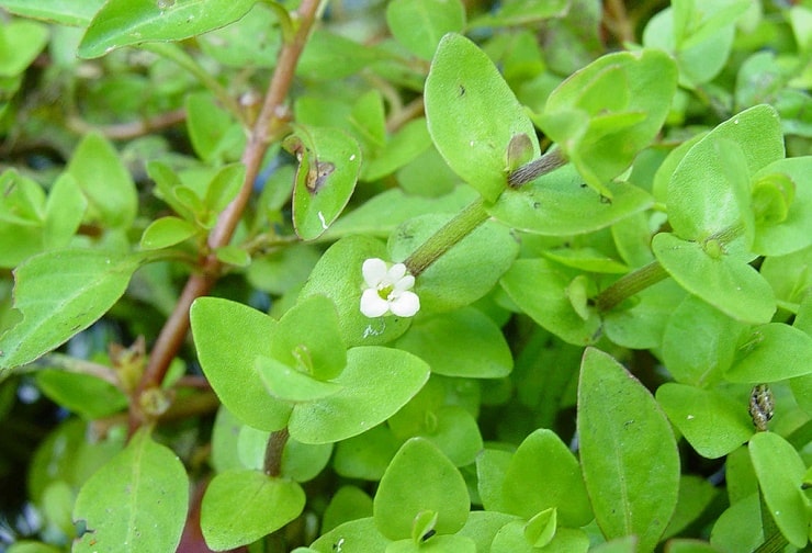 Микрантемум тенистый (Micranthemum umbrosum): описание и характеристики, особенности содержания в аквариуме