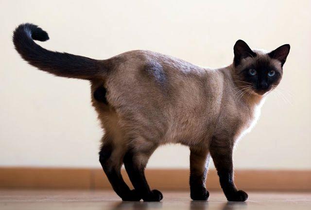 Короткошерстные кошки: список популярных пород