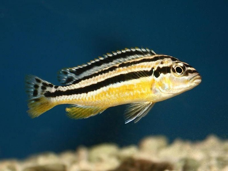 Ауратус цихлида melanochromis: содержание рыбки золотой попугай в домашних условиях, особенности ухода