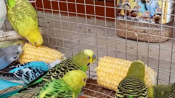 Что можно давать волнистым попугаям кроме корма
