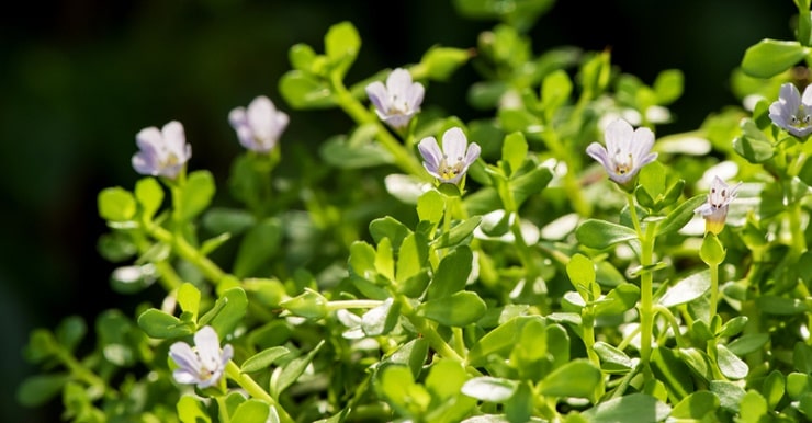 Бакопа Монье (Bacopa monnieri): описание и состав растения, лечебные свойства и противопоказания