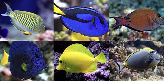 Голубой хирург (рыбка paracanthurus hepatus): виды (белогрудый или leucosternon, lineatus, triostegus, японский, pyroferus), содержание, кормление, совместимость