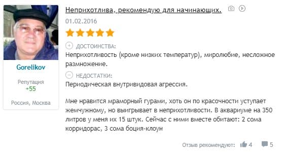 Гурами мраморный (пятнистый): содержание, размножение (разведение) в домашних условиях, отличить самку от самца, уход, продолжительность жизни аквариумной рыбки, болезни, если самец гоняет самку, нерест, совместимость, фото, отзывы, аквариум, кормление, выращивание мальков, цена, оборудование, внешний вид, характер, параметры воды, растения, грунт