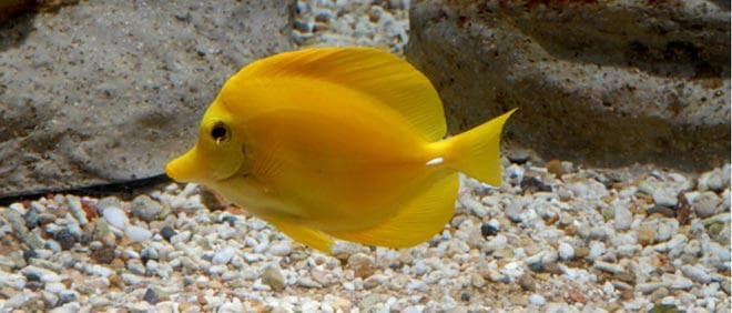 Голубой хирург (рыбка paracanthurus hepatus): виды (белогрудый или leucosternon, lineatus, triostegus, японский, pyroferus), содержание, кормление, совместимость
