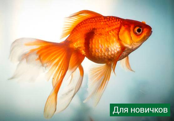 Аквариумные рыбки: названия самых популярных комнатных видов по алфавиту для аквариума, каталог, описание для новичков
