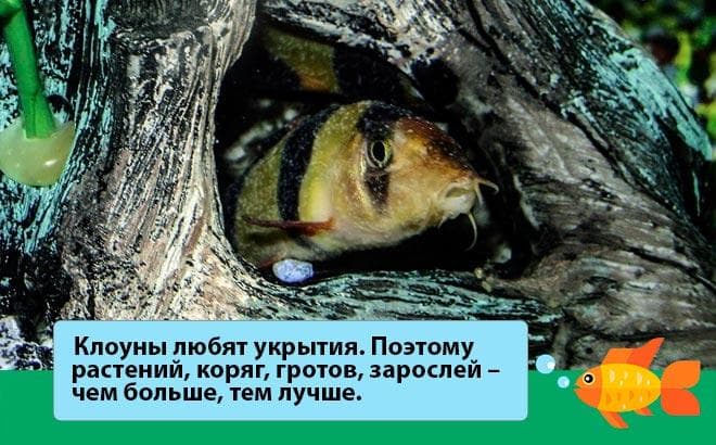 Боция клоун: содержание, совместимость рыбки, уход, виды (разновидности)