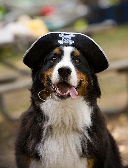 Бернский зенненхунд: все о собаке, фото, описание породы, характер, цена Бернский зенненхунд: все о собаке, фото, описание породы, характер, цена