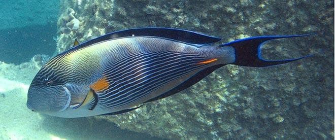Голубой хирург (рыбка paracanthurus hepatus): виды (белогрудый или leucosternon, lineatus, triostegus, японский, pyroferus), содержание, кормление, совместимость