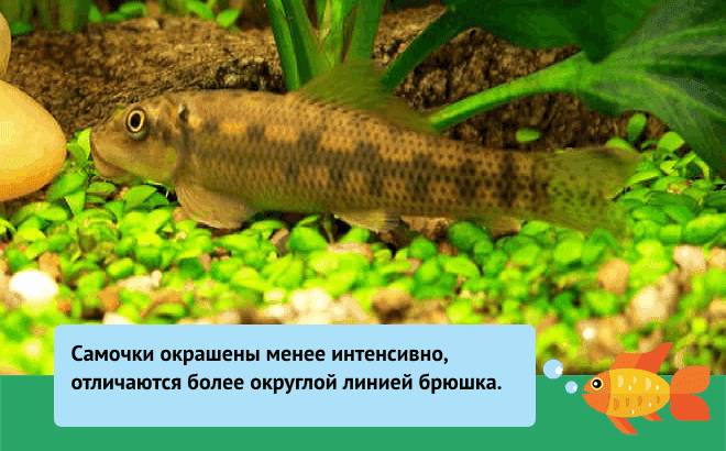 Гиринохейлус (аквариумная рыбка сом): виды (золотой, желтый), содержание и уход, совместимость водорослееда, питание креветками