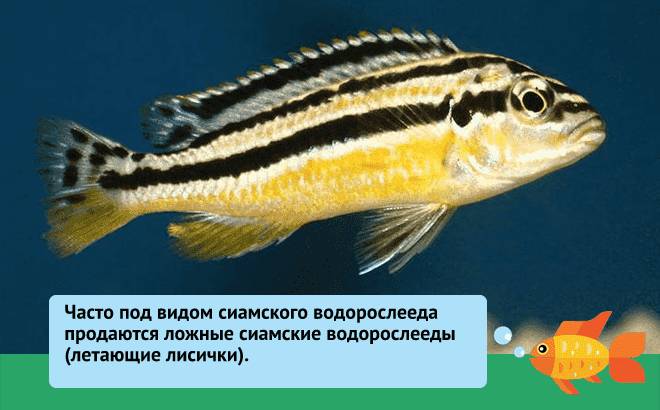 Чистильщики аквариума (рыбки и улитки): живородящие, моллинезии, карповые, анциструсы, неретина, хелена
