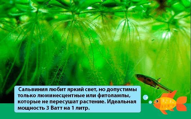 Сальвиния (папоротник): виды (плавающая, ушастая, спруса, гигантская), содержание, уход, размножение, параметры воды, питание, обрезка
