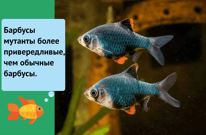 Барбус мутант суматранский (мшистый, зеленый): содержание, продолжительность жизни, размножение, стоимость, отзывы, фото