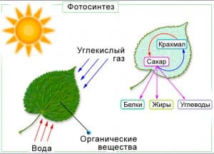 Освещение для аквариума (аквариумный свет): время работы, какой лучше, сколько света, как подобрать, расположение подсветки