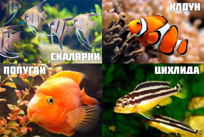 Черный нож рыба (аптеронотус, черный принц): содержание аквариумной рыбки, фото, совместимость, описание, уход, кормление, продолжительность жизни, разведение (размножение), отличия самки от самца, развитие мальков, болезни, отзывы, вода, аквариум, растительность, освещение, виды (индийский, стеклянный или зеленый, коричневый, глазчатый, африканский), советы, цена