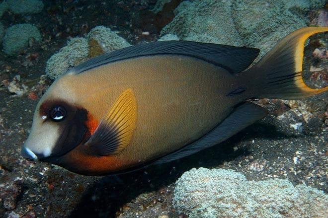 Голубой хирург (рыбка paracanthurus hepatus): виды (белогрудый или leucosternon, lineatus, triostegus, японский, pyroferus), содержание, кормление, совместимость