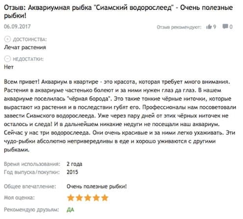 Сиамский водорослеед в аквариуме (сомик sae): содержание, разведение (размножение), путаница с рыбкой летающая лисичка, совместимость, уход, описание, продолжительность жизни, поведение, параметыр воды, грунт, растения, кормление, половые различия, болезни, отзывы, цены