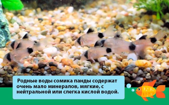 Коридорас панда (сом corydoras panda): содержание, уход, размножение аквариумной рыбки, разведение, фото, продолжительность жизни, совместимость