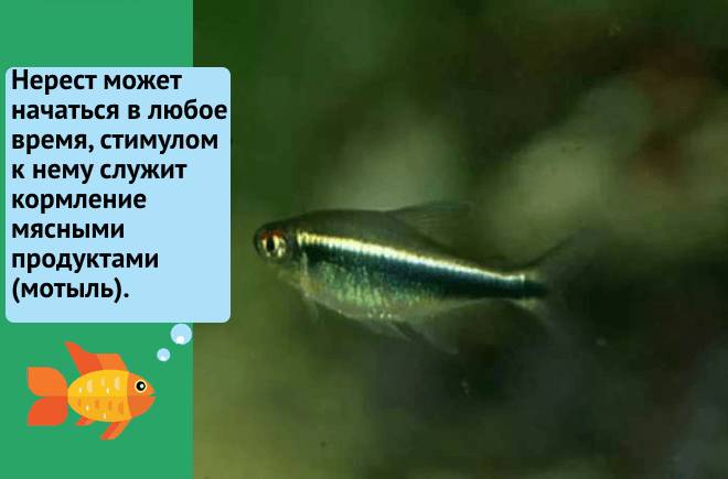 Черные неоны (рыбка неоновая тетра): содержание, уход, размножение, фото, продолжительность жизни, аквариум, параметры воды, совместимость, половые различия, размножение