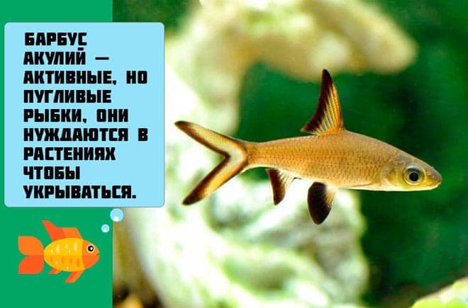 Акулий балу (барбус): содержание аквариумной рыбки, совместимость с другими рыбками, разведение, фото, уход, отзывы, цена, заболевания, нерест, кормление, параметры воды, поведение