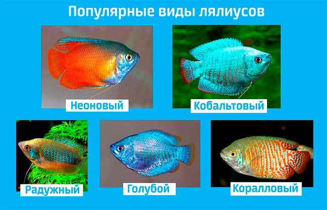 Лялиусы (аквариумные рыбки): содержание, уход, виды, совместимость, нерест, разведение, размножение, описание