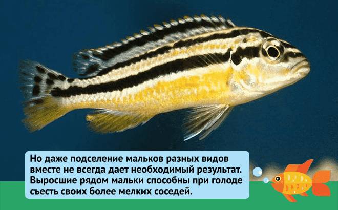 Цихлиды: с кем уживаются в аквариуме, какие другие рыбки подойдут (сомы, скалярии, угри, акары, черные паку)