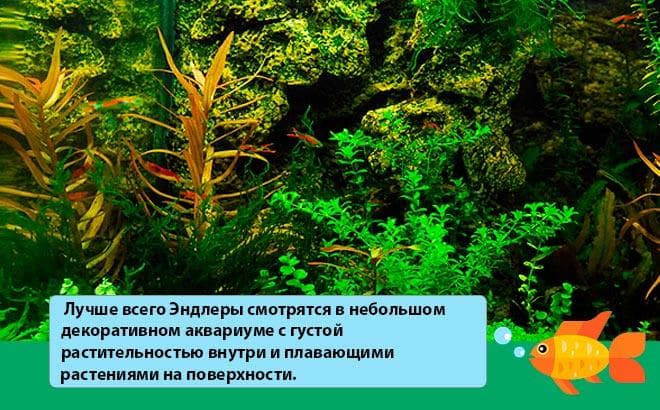 Гуппи эндлера (poecilia wingei, карликовые): размножение, виды (тигр), содержание, уход, фото