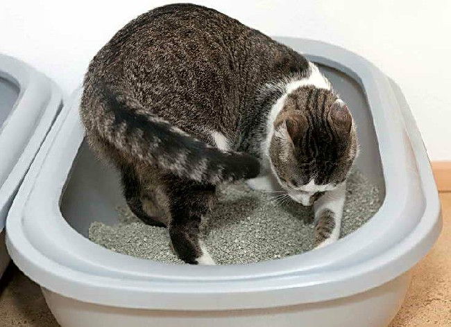 Понос у котенка, кошки: Что делать? [Руководство к действию]