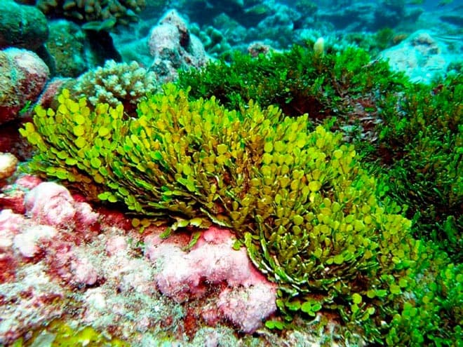 Рыба клоун в аквариуме (amphiprion percula, перкула): где живет, содержание в аквариуме, фото