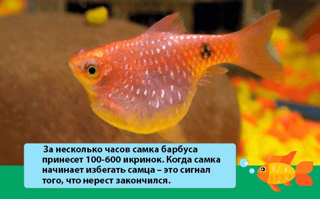 Размножение барбусов (разведение) в домашних условиях: нерест, отличия самки от самца, беременность, в общем и отдельном аквариуме, мальки (выращивание, кормление)