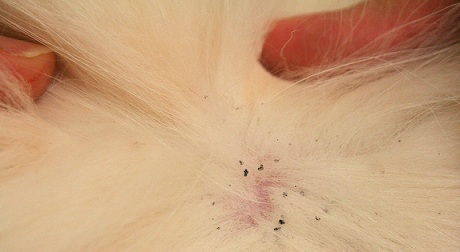 Блохи у кошек. Как вывести, лучшие средства от блох: цены и отзывы
