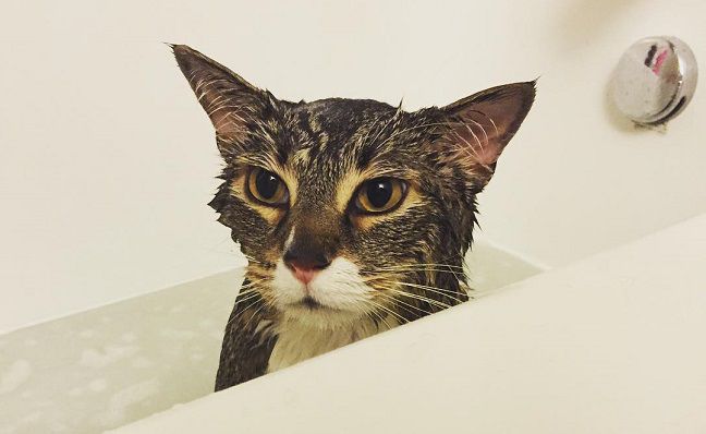 Лучшие шампуни для кошек: виды, цены, отзывы - Муркотэ