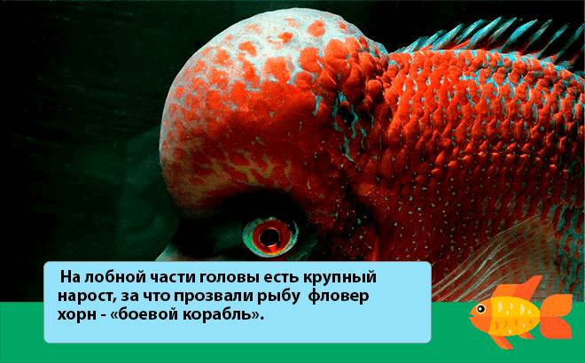 Фловер хорн (аквариумная рыбка цихлазома): содержание, уход, размножение, совместимость, кормление, фото, описание