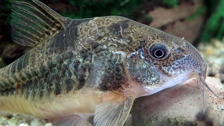 Коридорас крапчатый: уход, кормление и размножение сома Corydoras paleatus