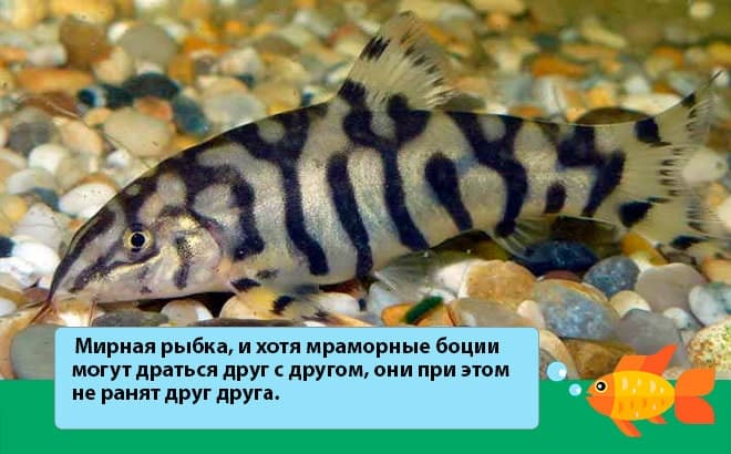 Боция мраморная (лохаката): содержание, размножение, совместимость, уход, фото