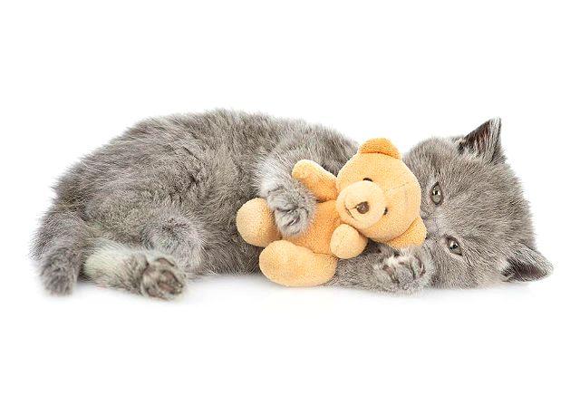 Уход за британскими котятами: содержание, воспитание, кормление, прививки