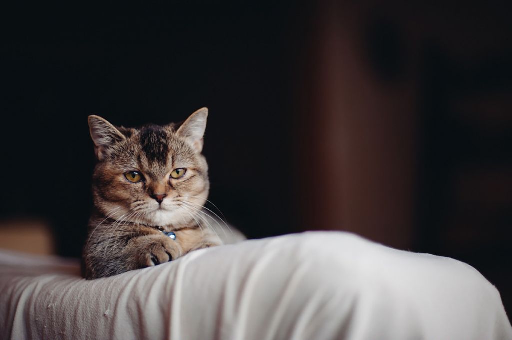 Кошка манчкин   фото, описание породы, характер, уход, цена котёнка.