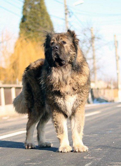 Кавказская овчарка: все о собаке, фото, описание породы, характер, цена