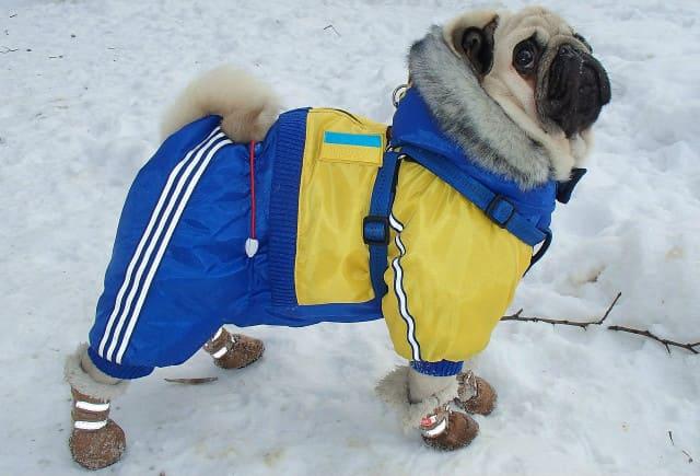 Одежда для мопсов – назначение, требования, виды