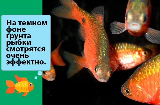 Вишневый барбус (вуалевый): содержание, разведение (размножение), совместимость, фото, уход, описание