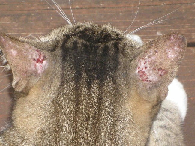 Болезни ушей у кошек: Отит, Экзема, Ушной клещ (Как лечить)