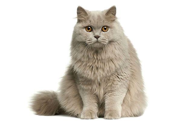 Имена для котов и кошек: список красивых, легких, популярных, современных, редких кличек