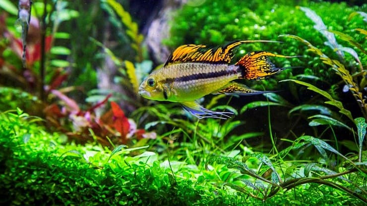 Апистограмма какаду (apistogramma cacatuoides): содержание рыбки цихлиды в домашних условиях, жизнь в природе