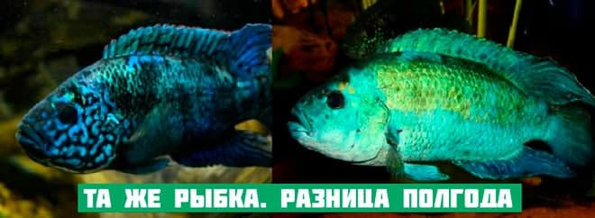 Блю демпси (рыбка цихлазома): содержание, совместимость цихлиды с другими рыбами, фото, уход, размножение (разведение), половые различия, кормление, болезни, отзывы