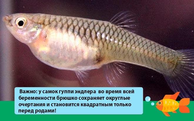 Гуппи эндлера (poecilia wingei, карликовые): размножение, виды (тигр), содержание, уход, фото