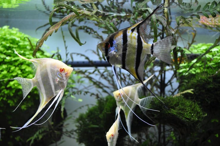 Апистограмма какаду (apistogramma cacatuoides): содержание рыбки цихлиды в домашних условиях, жизнь в природе