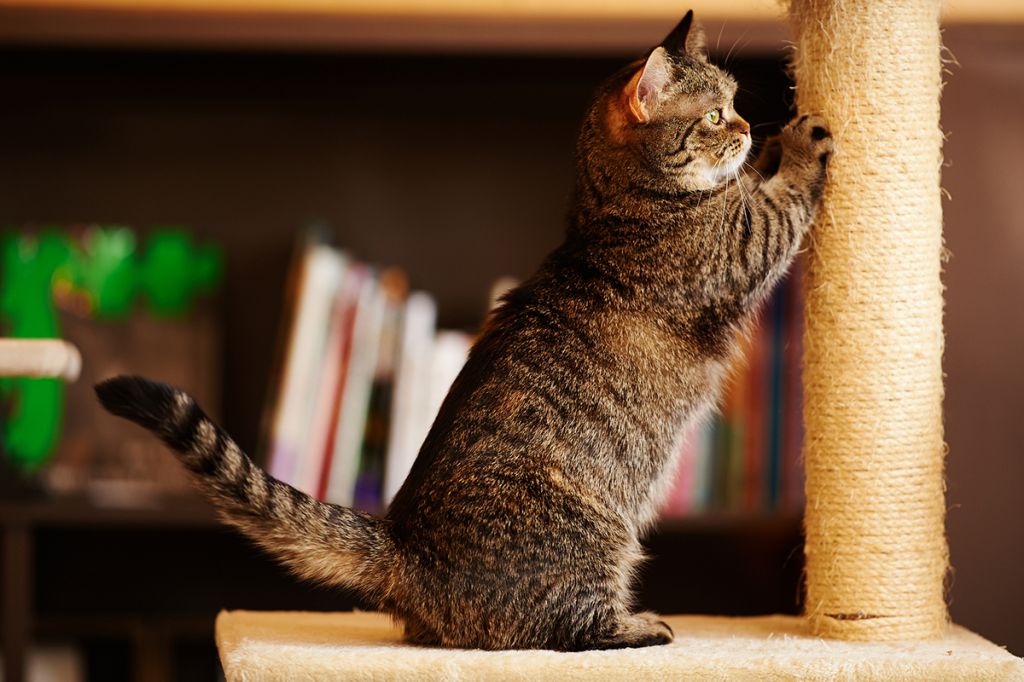Кошка манчкин   фото, описание породы, характер, уход, цена котёнка.