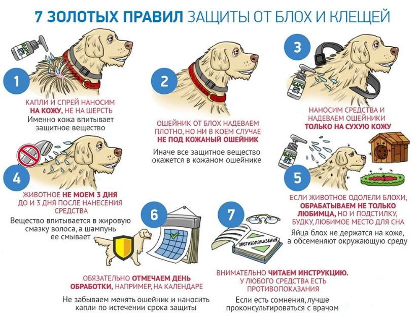 Клещ у собаки: как вытащить в домашних условиях инструкция с видео