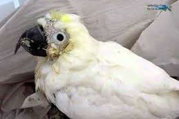 Распространенные болезни попугаев корелла Распространенные болезни попугаев корелла